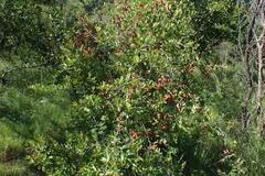 Combretum hereroense