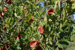 Combretum hereroense