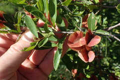 Combretum hereroense