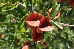 Combretum hereroense