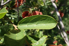 Combretum hereroense