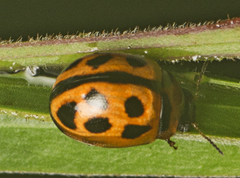 Peltoschema basicolle