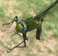 Anax longipes