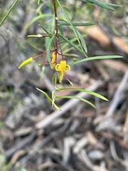 Persoonia nutans