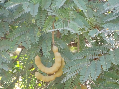 Tamarindus indica image