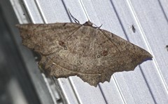 Polyacme subpulchra