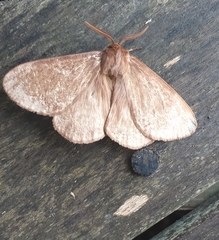 Phyllalia patens
