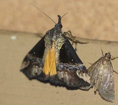 Dichromia quinqualis