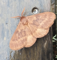 Phyllalia thunbergii