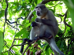 Cercocebus sanjei