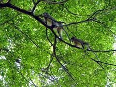 Cercocebus sanjei