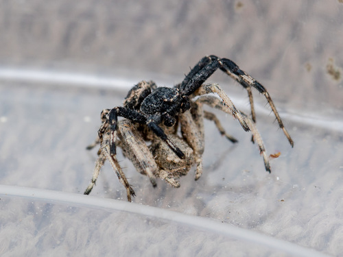 Leaflitter Crab Spiders