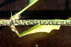 Rosenscheldia abundans