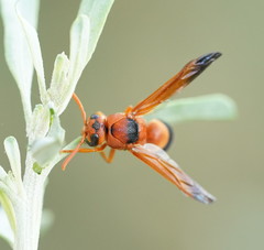 Anterhynchium nigrocinctum