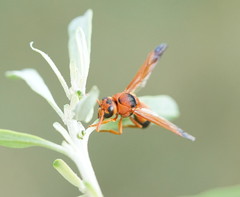 Anterhynchium nigrocinctum