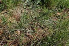 Gomphocarpus tomentosus