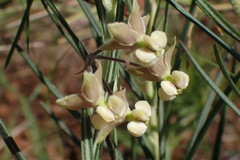 Gomphocarpus tomentosus