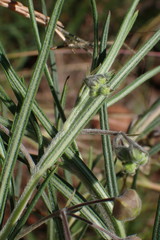 Gomphocarpus tomentosus