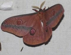 Opodiphthera loranthi