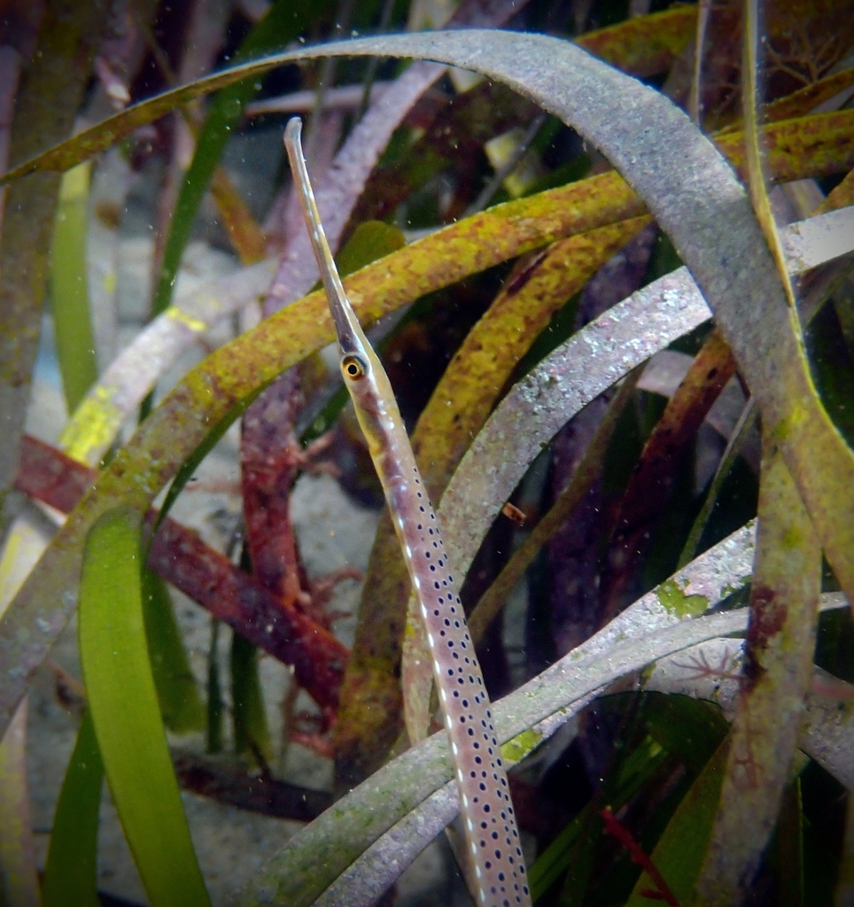 Gulf Pipefish
