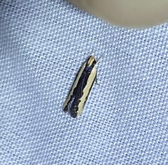 Ardozyga catarrhacta