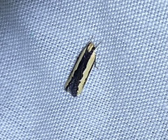 Ardozyga catarrhacta