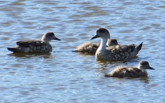 Lophonetta specularioides