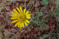 Hirpicium bechuanense