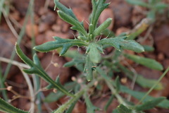 Hirpicium bechuanense