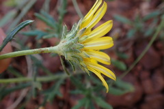 Hirpicium bechuanense