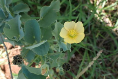 Abutilon austro-africanum
