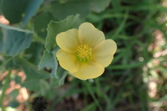 Abutilon austro-africanum