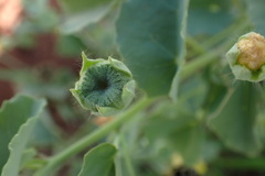 Abutilon austro-africanum