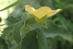 Abutilon austro-africanum