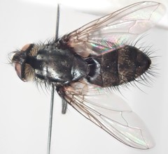 Nemorilla maculosa