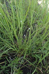 Oldenlandia herbacea