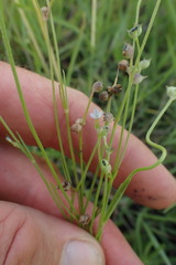 Oldenlandia herbacea