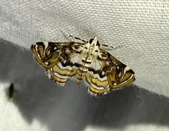 Parapoynx polydectalis