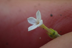 Oldenlandia herbacea