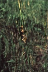 Juncus subsecundus