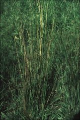Juncus subsecundus