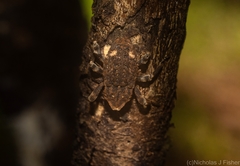 Poropterus bisignatus