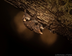 Poropterus bisignatus