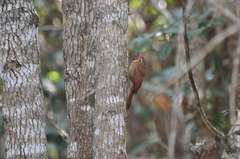 Dendrocolaptes platyrostris