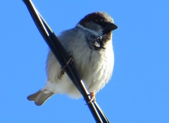 Passer domesticus