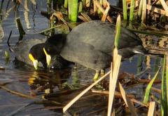 Fulica leucoptera