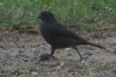 Molothrus bonariensis