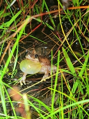 Litoria dentata