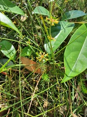 Pimelea curviflora curviflora