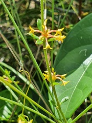 Pimelea curviflora curviflora